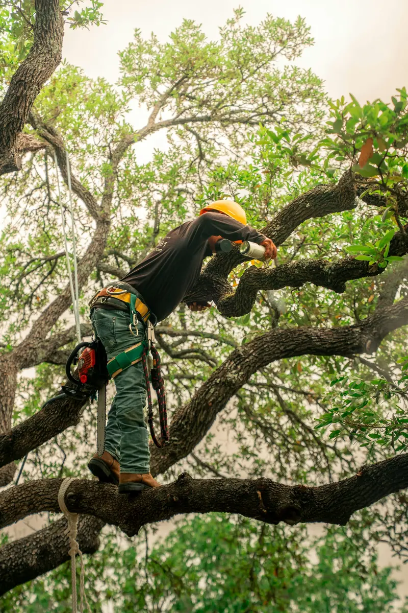 An arborist working in a harness while pruning a tree, the kind of visible, professional work that helps a tree removal business win more jobs
