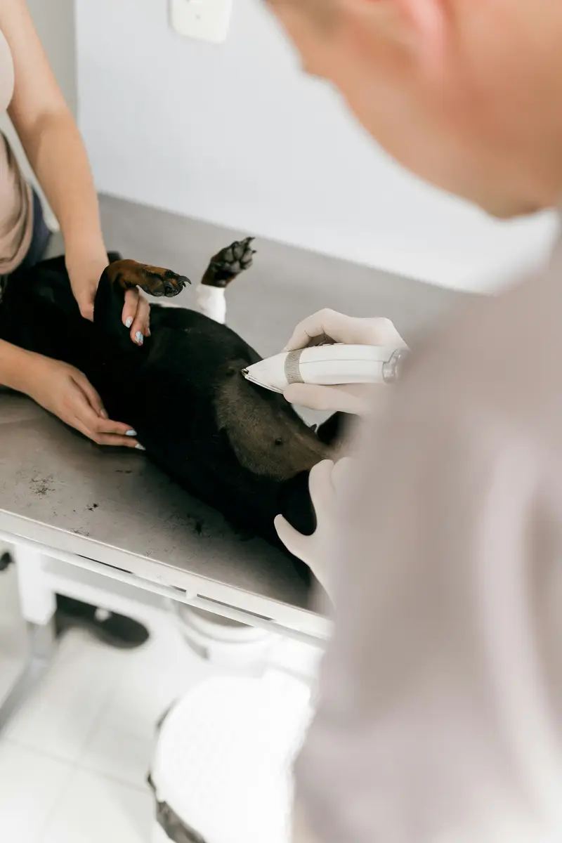 Veterinarian examining a dog on an examination table at an animal clinic